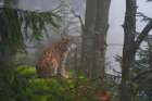 A European lynx-sitting on a mossy boulder in a foggy forest Bavaria-Germany Art Print